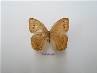 藏品(褐翅蔭眼蝶)的圖片